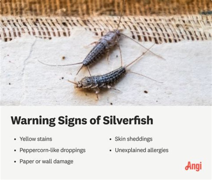 Do silverfish hate the cold?